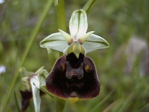 Ophrys chestermanii